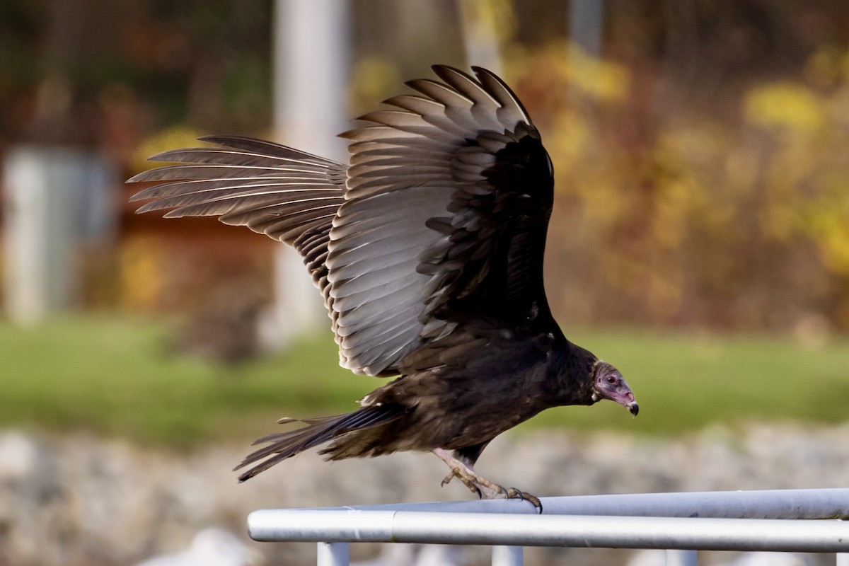 Turkey Vulture - ML644222728