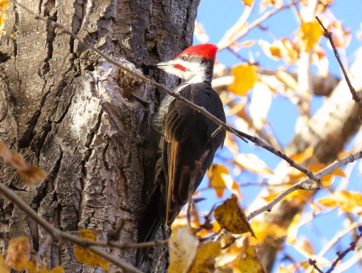 Pileated Woodpecker - ML644222729