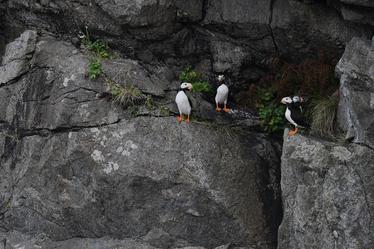 Іпатка тихоокеанська - ML644222737