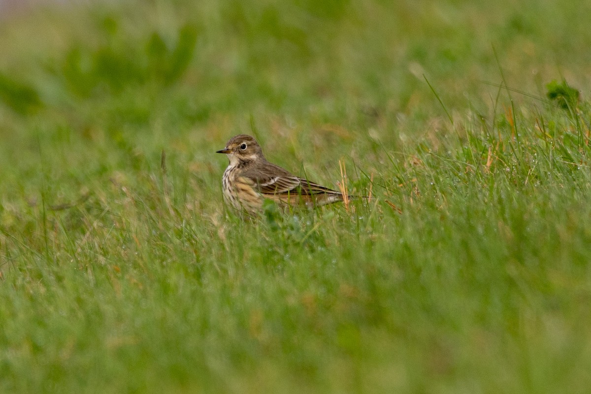 American Pipit - ML644222740