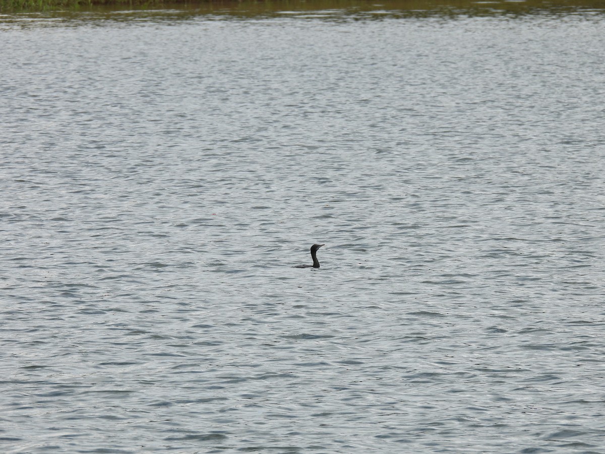 アジアコビトウ - ML644222746