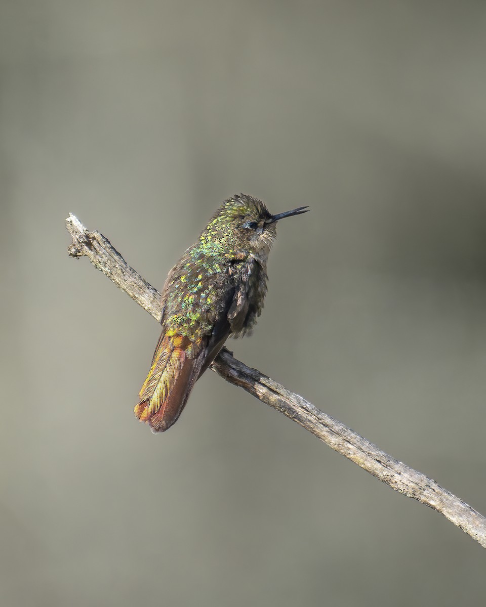 perijametallstjert - ML644222750