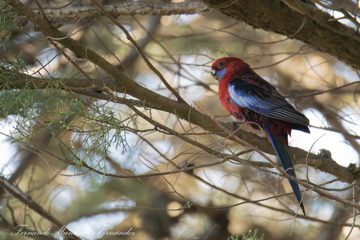 rødrosella - ML644222751