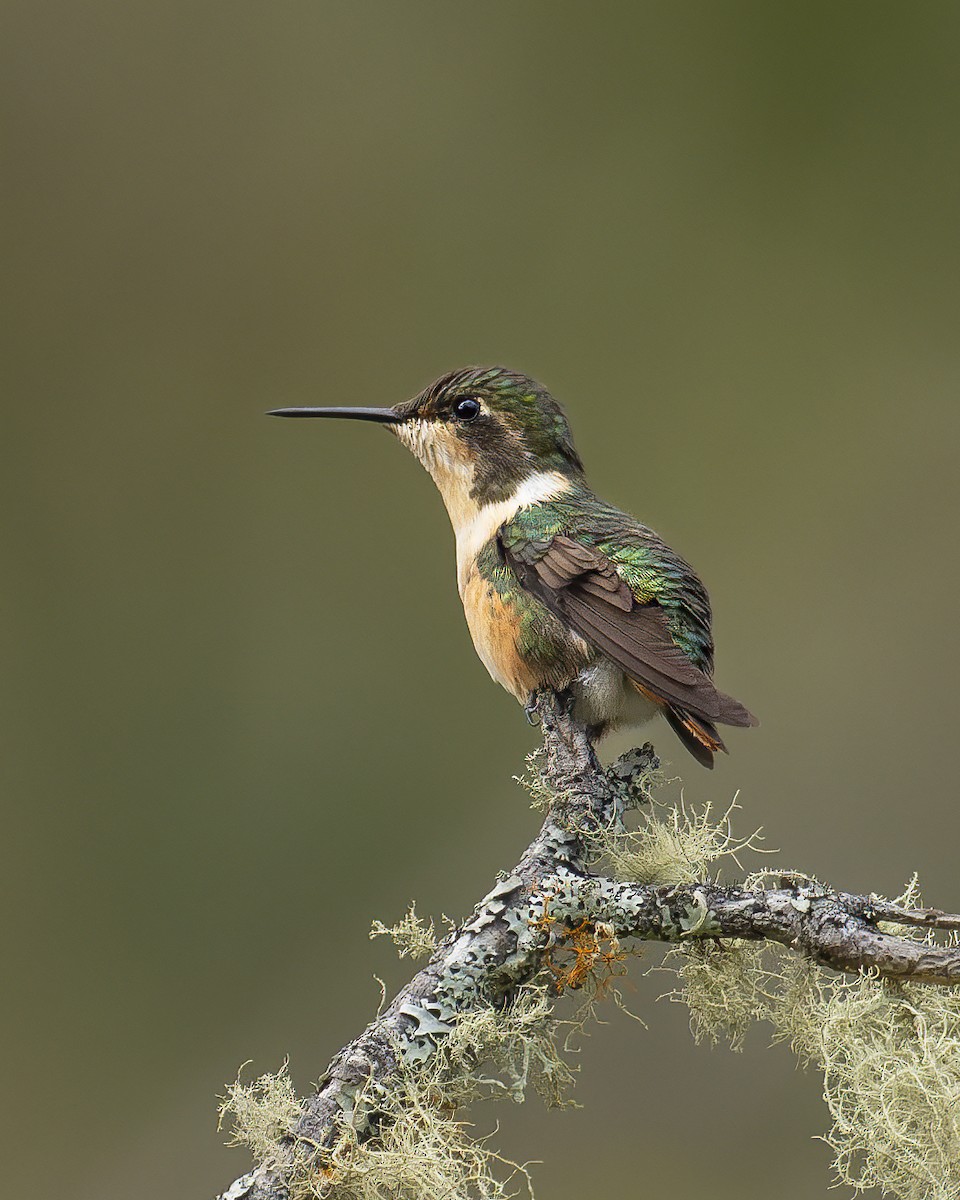 rustskaftkolibri - ML644222767