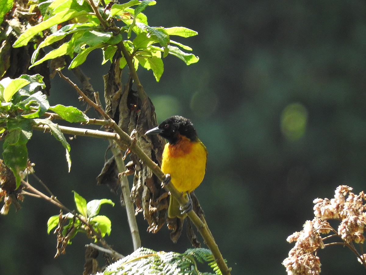 brunsmekkevever - ML644222768