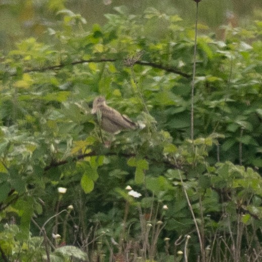 Hellmayr's Pipit - ML644222806