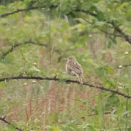 Hellmayr's Pipit - ML644222807