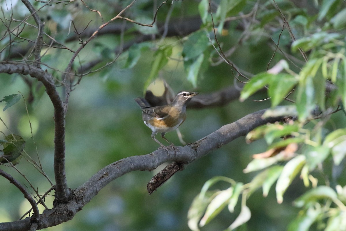 Халиун хөөндэй - ML644222811