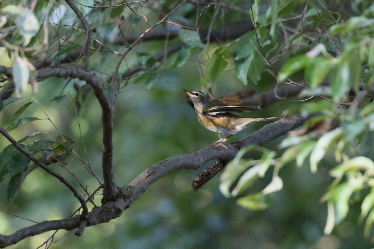 Халиун хөөндэй - ML644222813