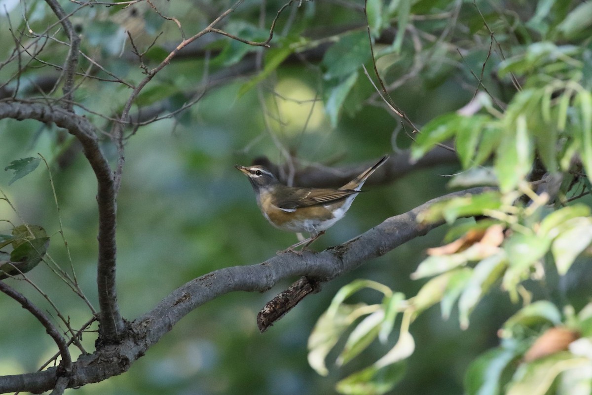 Халиун хөөндэй - ML644222815
