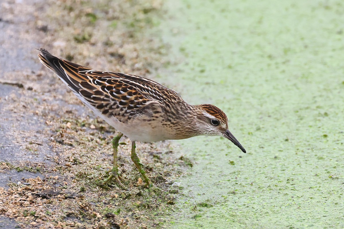 Sharp-tailed Sandpiper - ML644222820