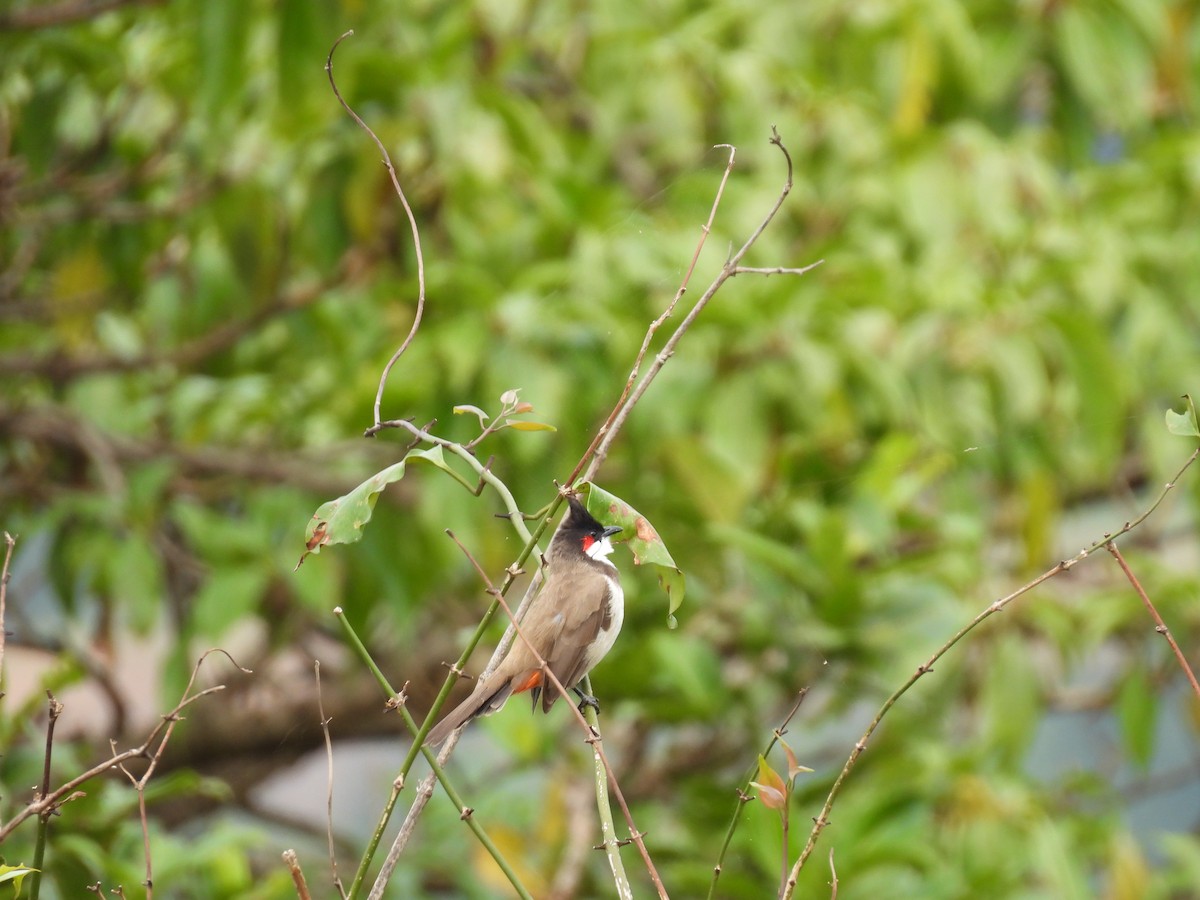 Red-whiskered Bulbul - ML644222853