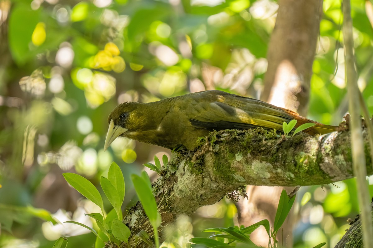 Cacique Verdioscuro - ML644222861