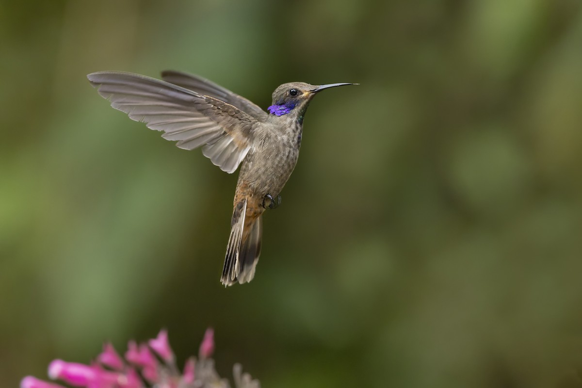 Бурый фиалкоух - ML644222866