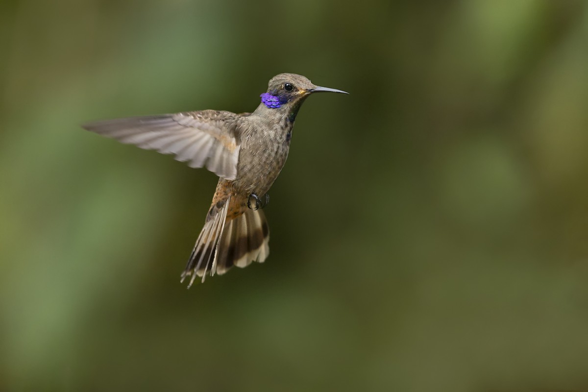 Бурый фиалкоух - ML644222868