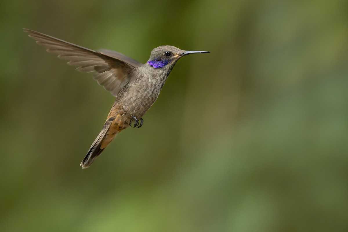 Бурый фиалкоух - ML644222869