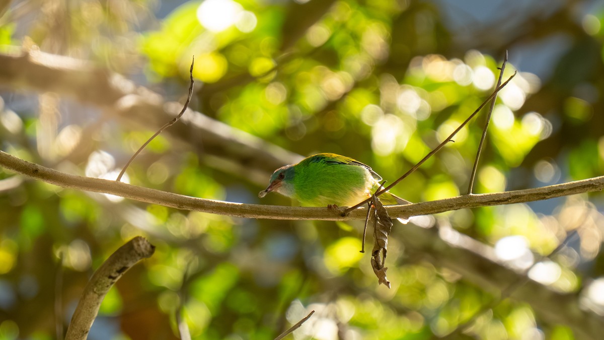 Blue Dacnis - ML644222888