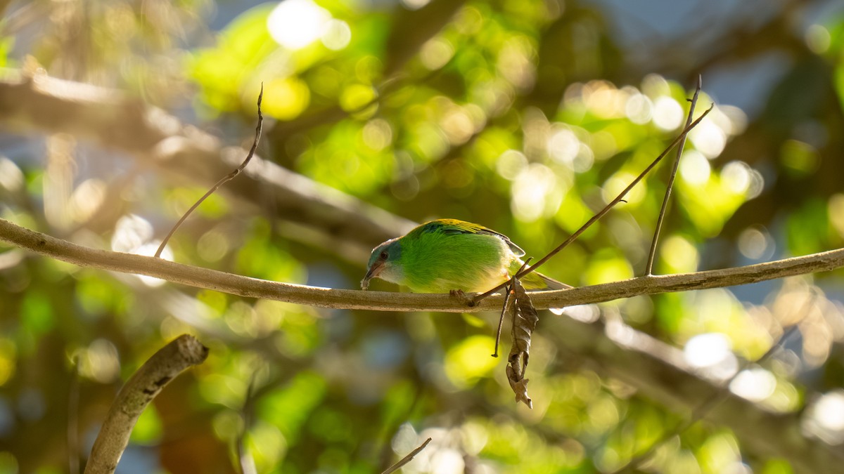 Blue Dacnis - ML644222889