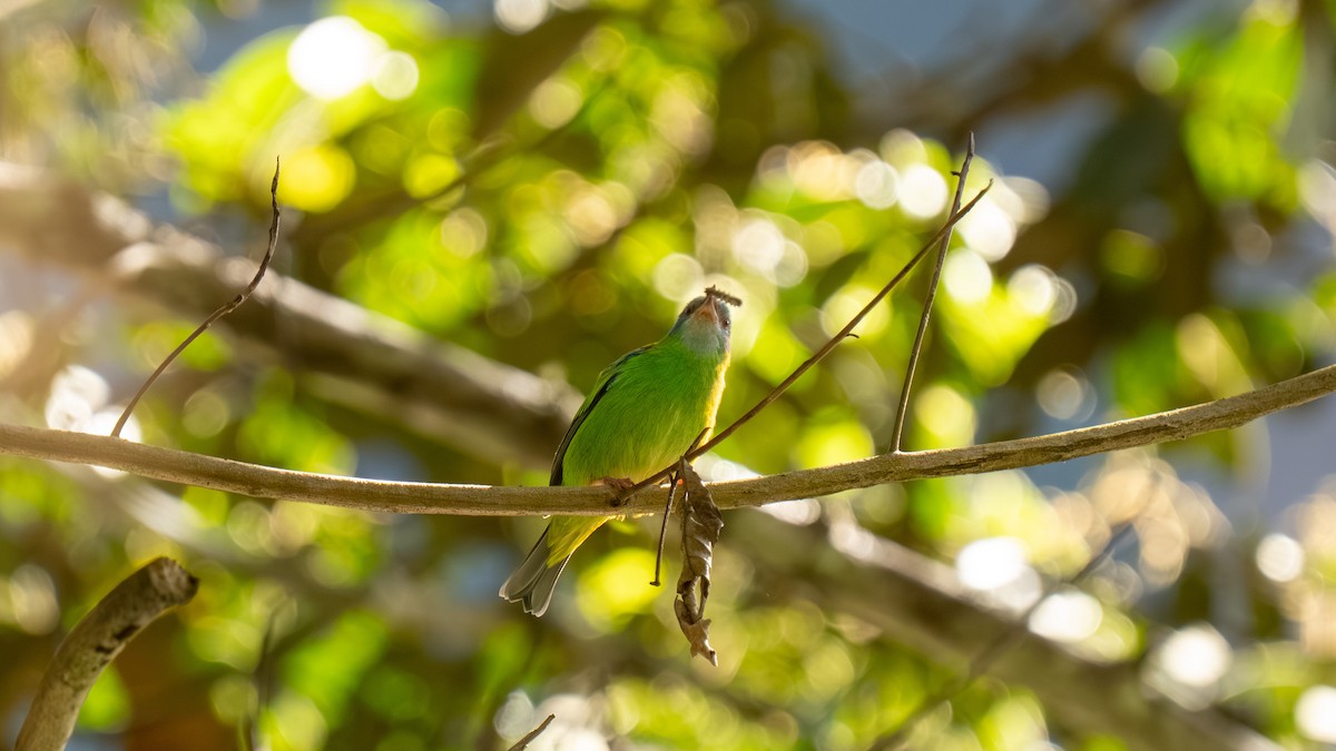 Blue Dacnis - ML644222890