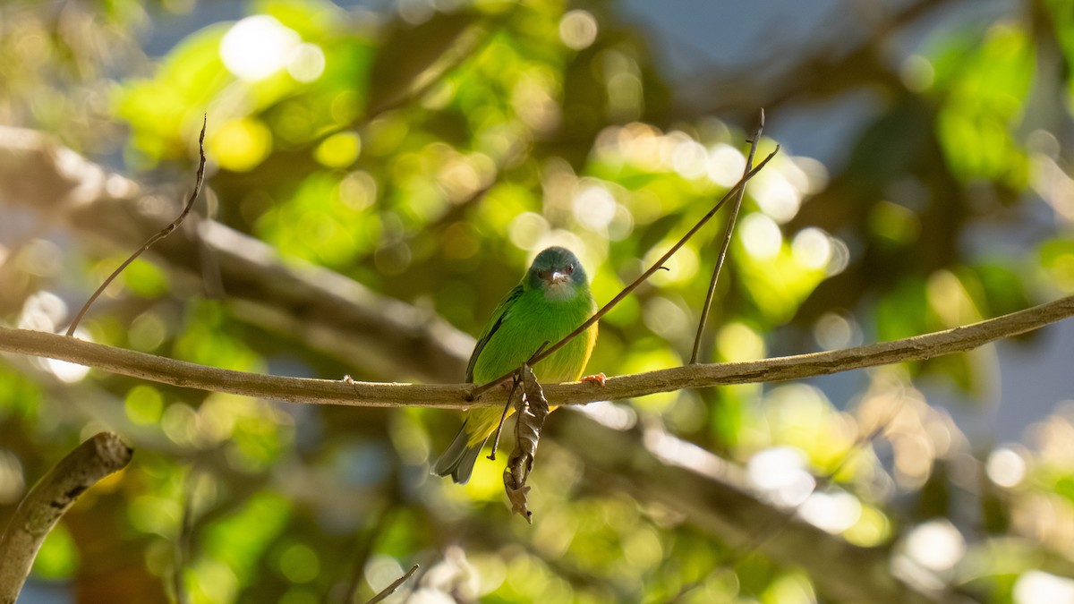 Blue Dacnis - ML644222892