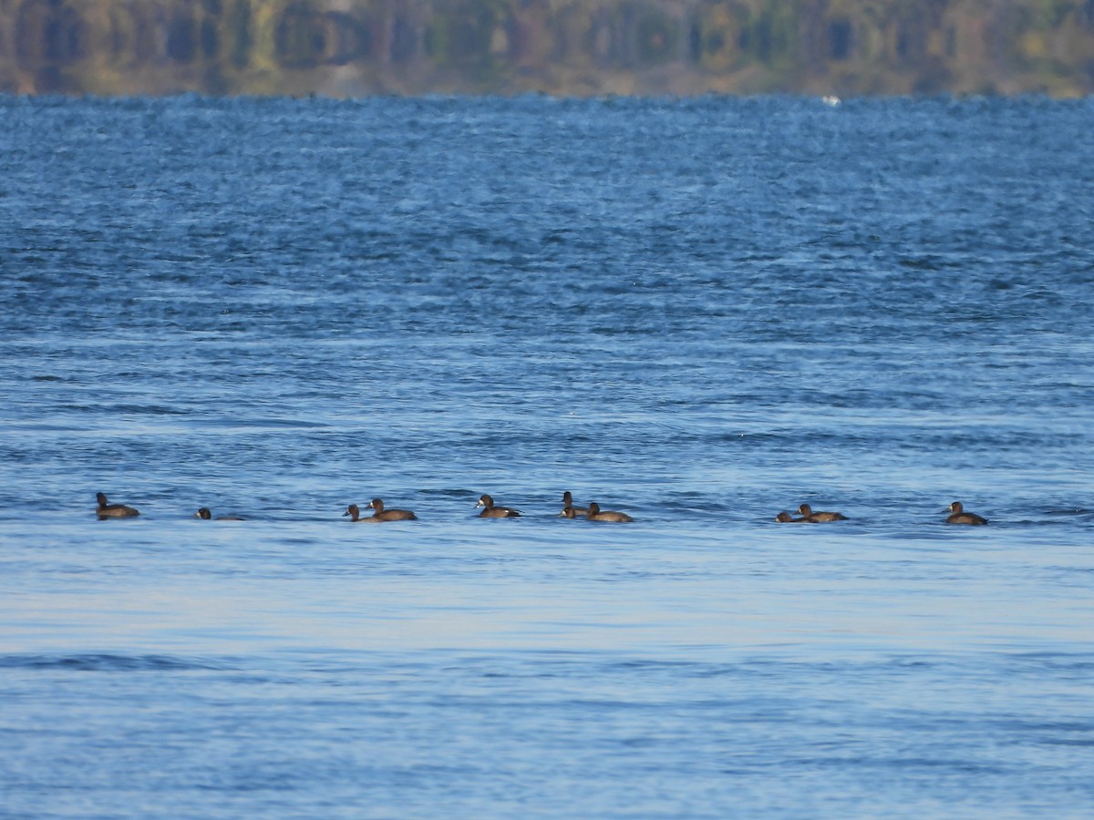 Морская чернеть - ML644222958