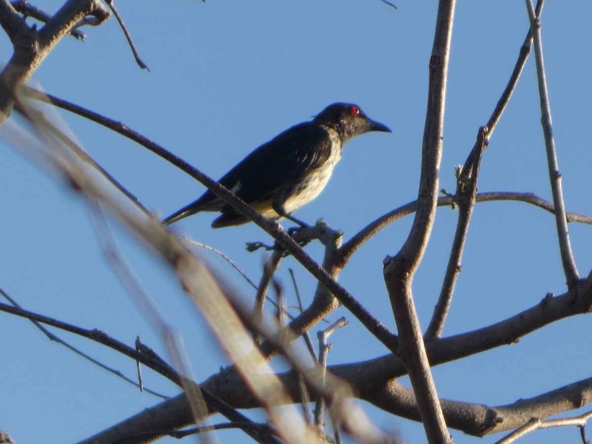 Metallic Starling (Metallic) - ML644222962