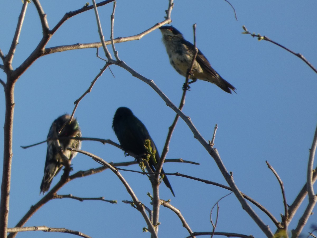 Metallic Starling (Metallic) - ML644222963