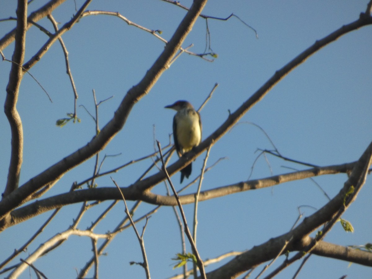 Metallic Starling (Metallic) - ML644222964