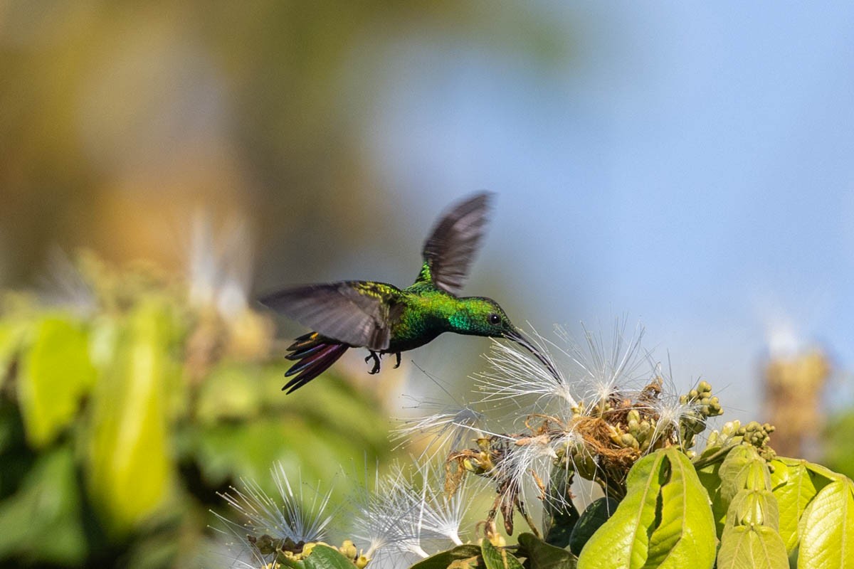 grønnstrupemango - ML644222965