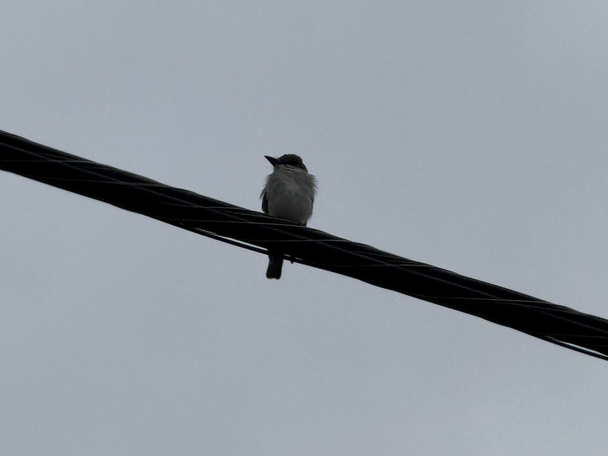 Gray Kingbird - ML644222966