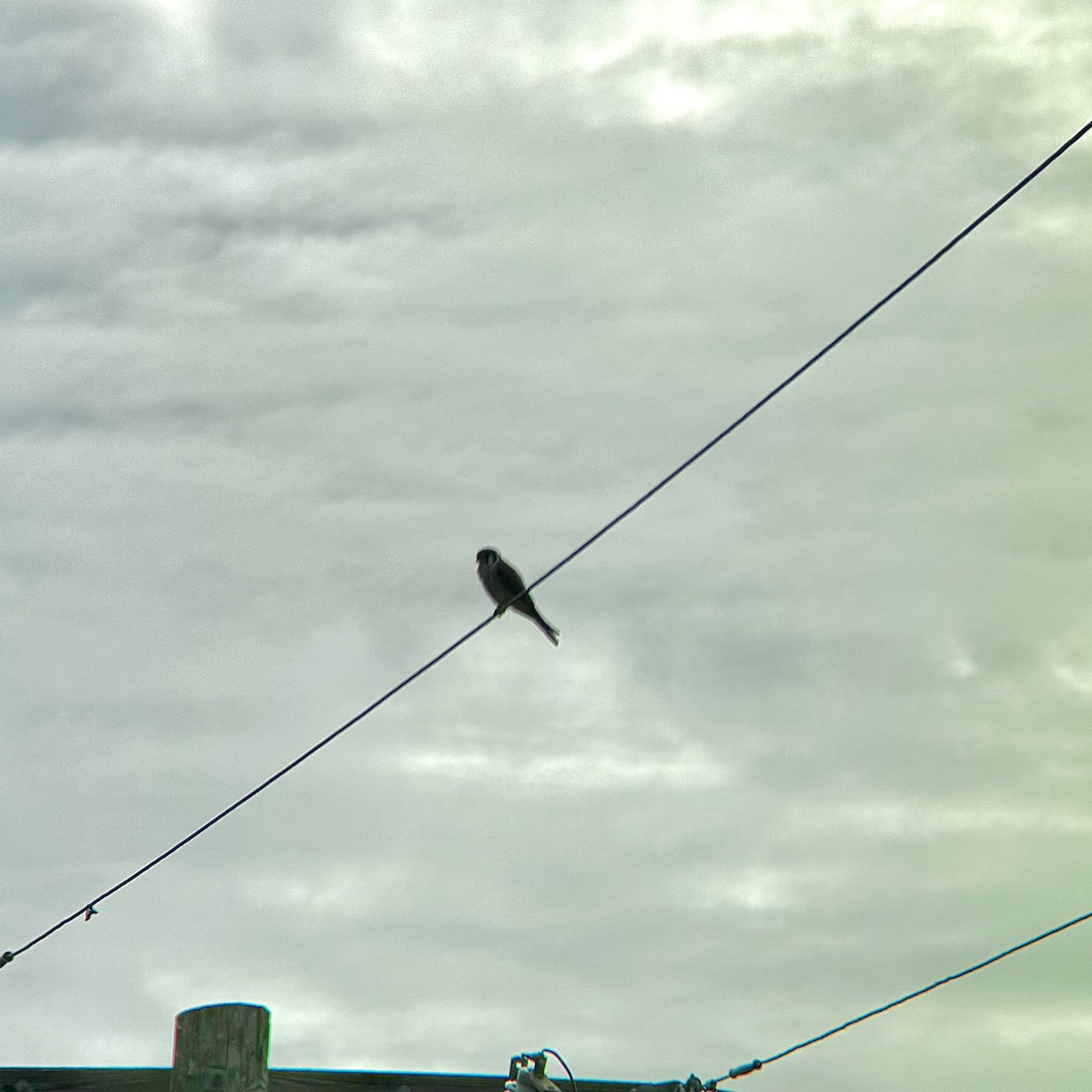American Kestrel - ML644222967