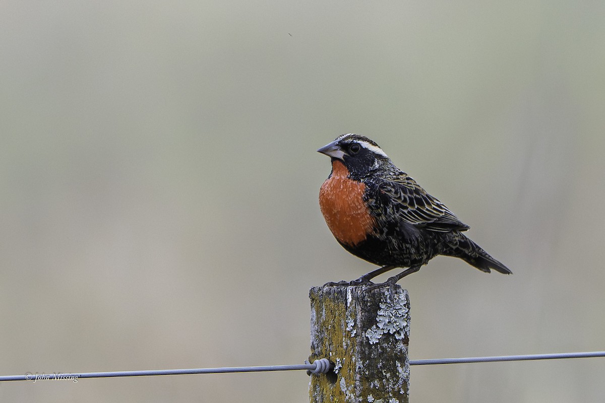 White-browed Meadowlark - ML644222986