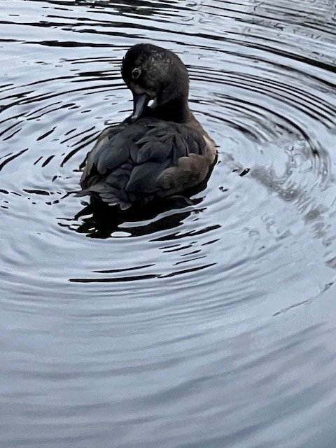 Ring-necked Duck - ML644223004