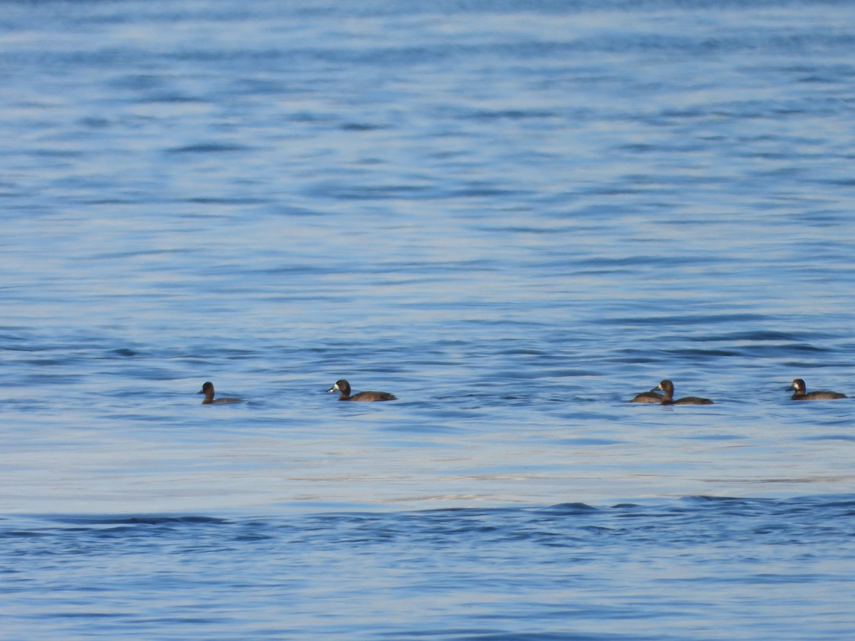 Морская чернеть - ML644223007