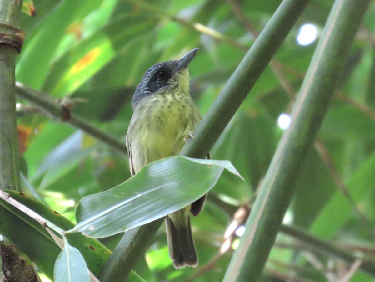 Spot-breasted Antvireo - ML644223008