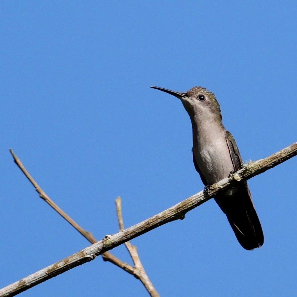 ルビートパーズハチドリ - ML644223029