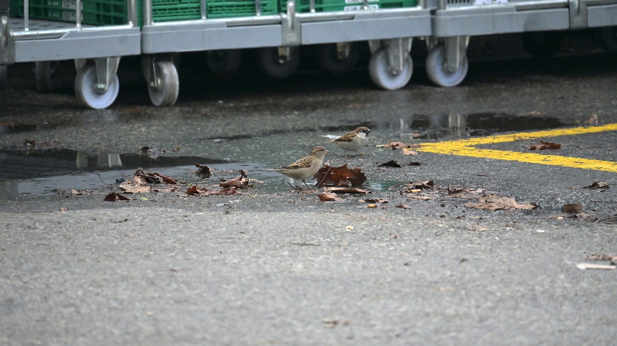 Italian Sparrow - ML644223040