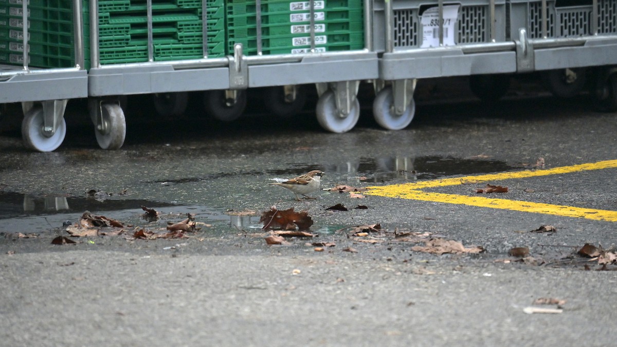 Italian Sparrow - ML644223041