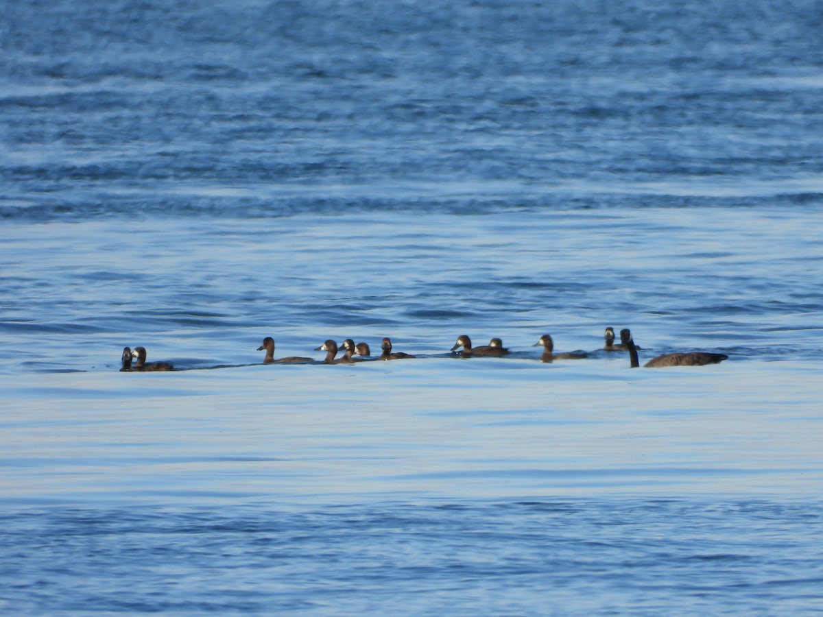 Морская чернеть - ML644223044