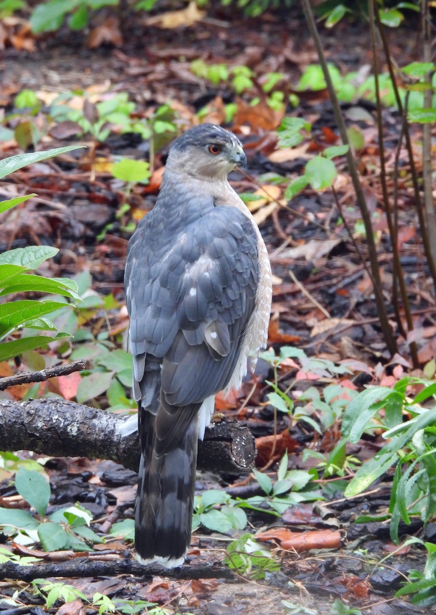 Cooper's Hawk - ML644223050