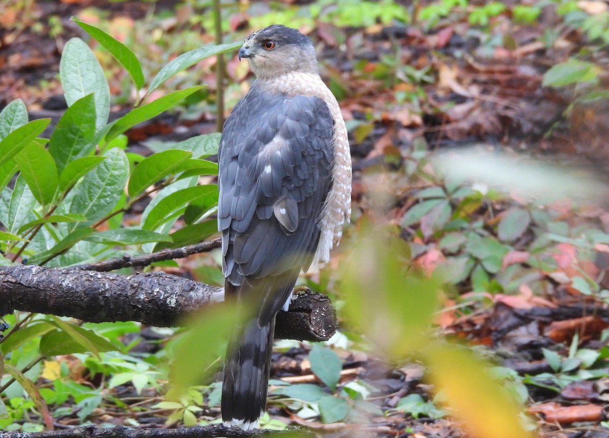 Cooper's Hawk - ML644223051