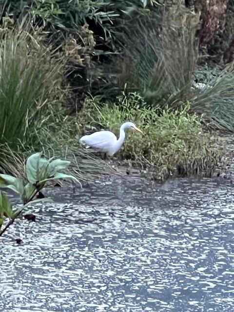 Great Egret - ML644223054