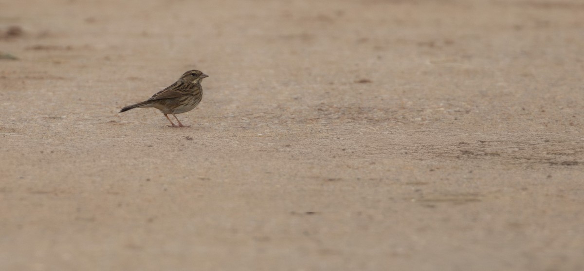 Black-faced Bunting - ML644223080