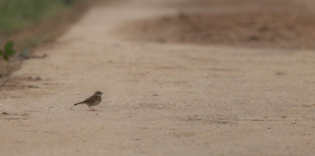 Black-faced Bunting - ML644223081