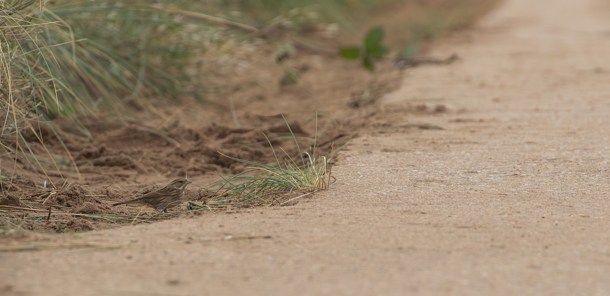 Black-faced Bunting - ML644223082