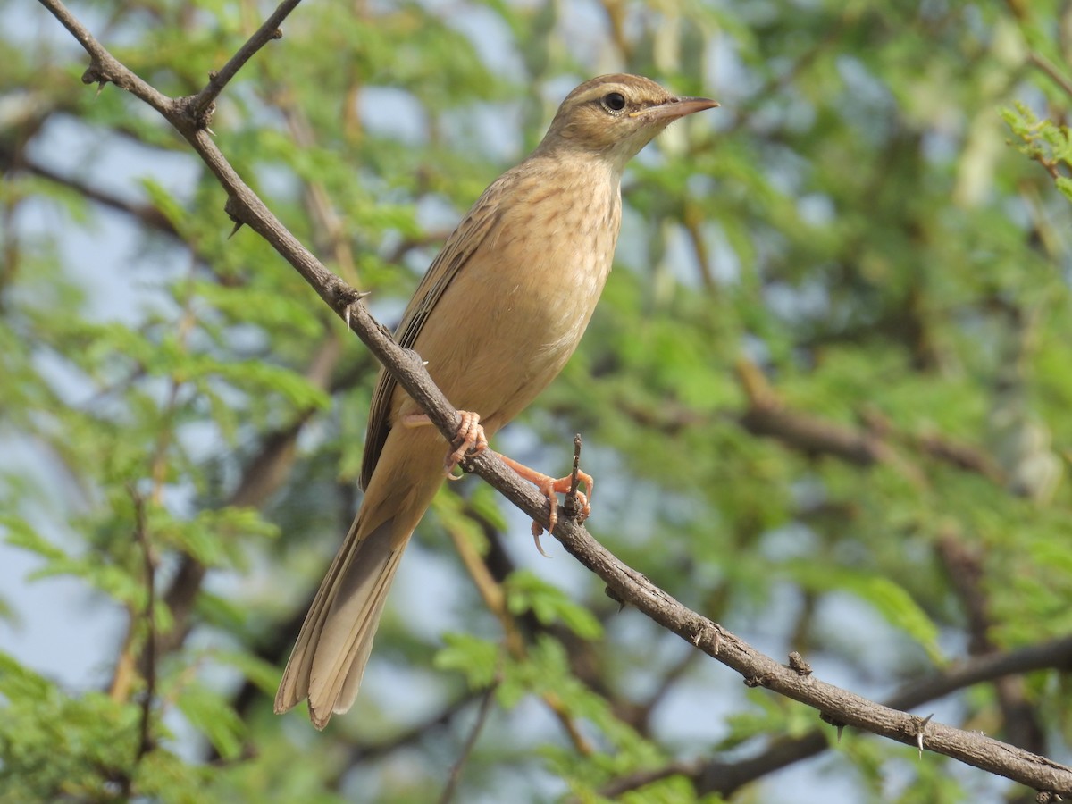 ハシナガビンズイ - ML644223088