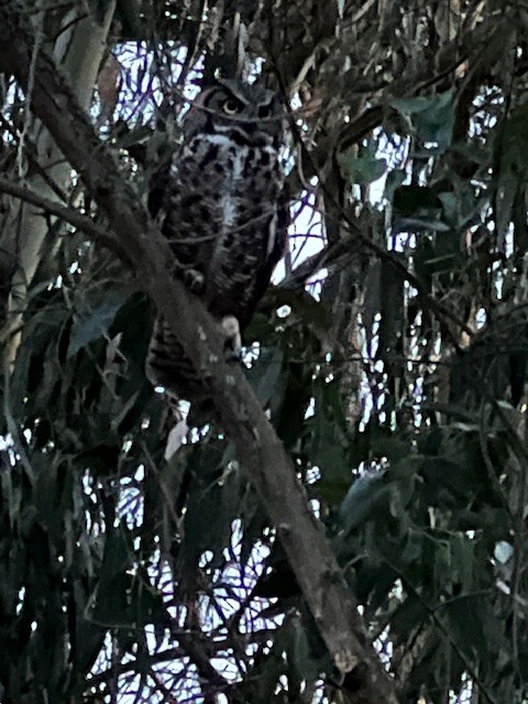 Great Horned Owl - ML644223095