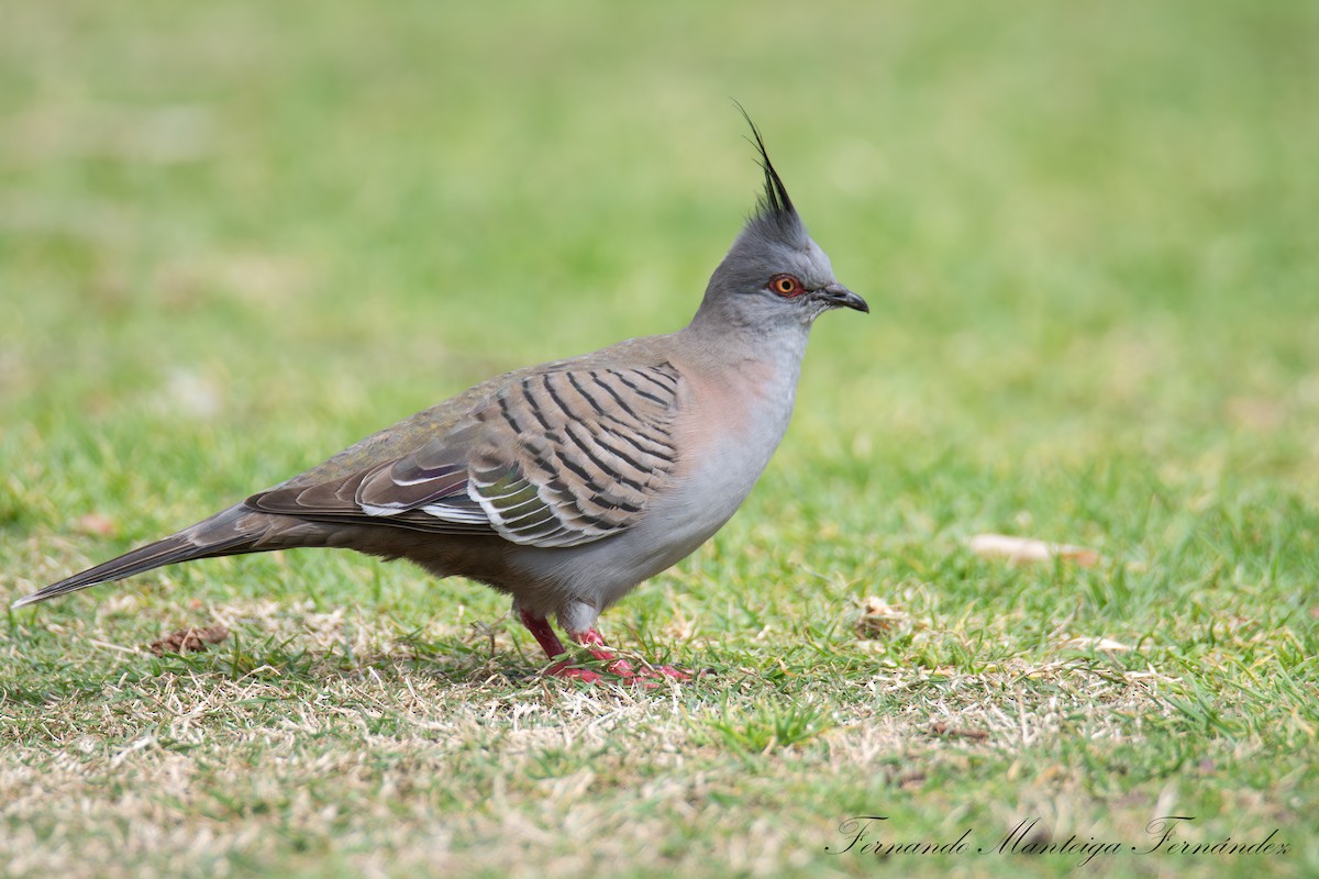 Spitzschopftaube - ML644223096