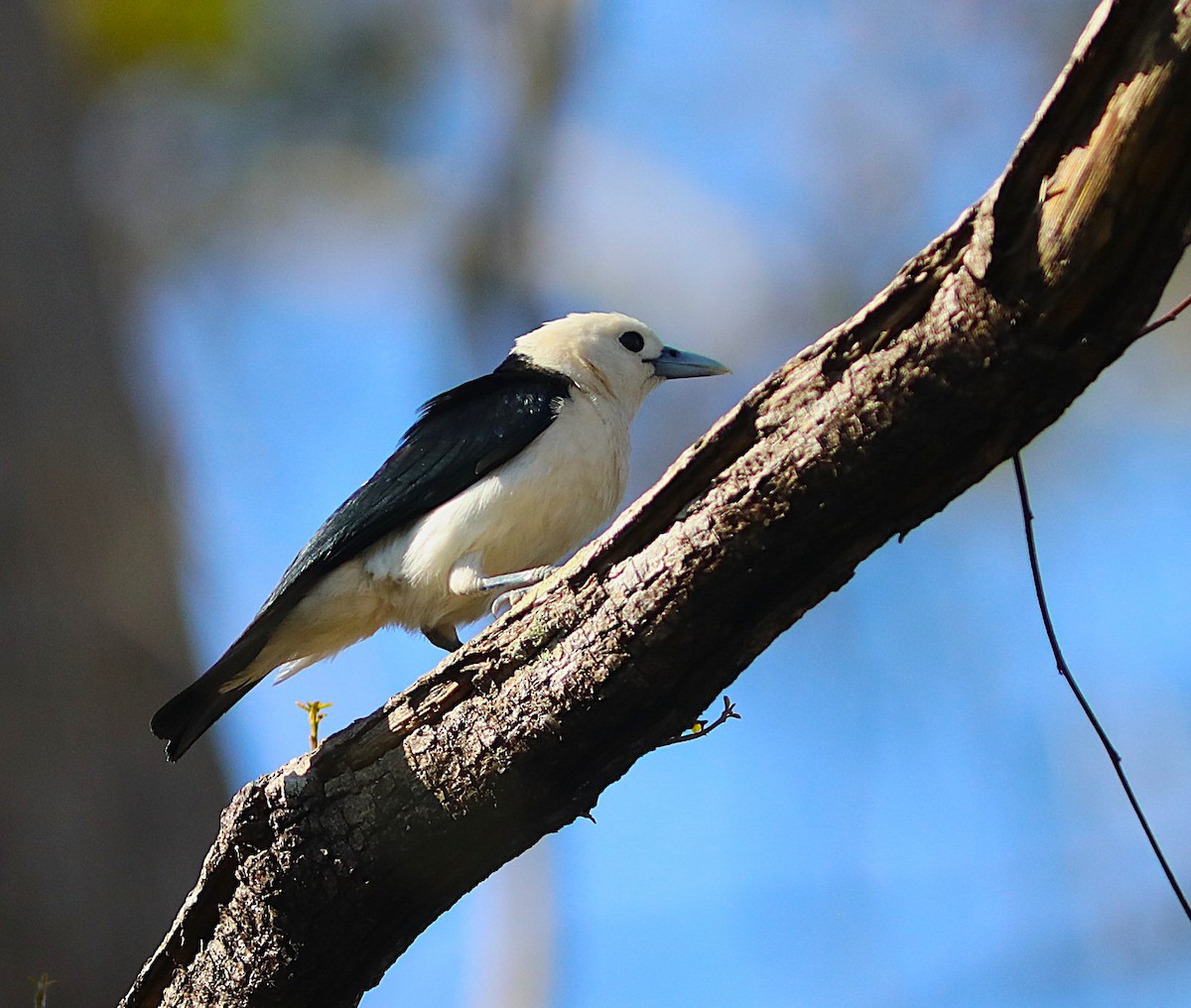 White-headed Vanga - ML644223117