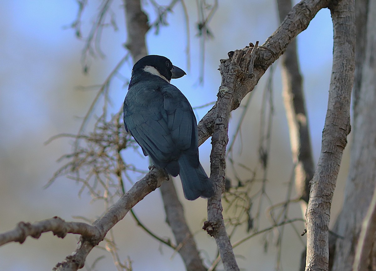 Van Dam's Vanga - ML644223122